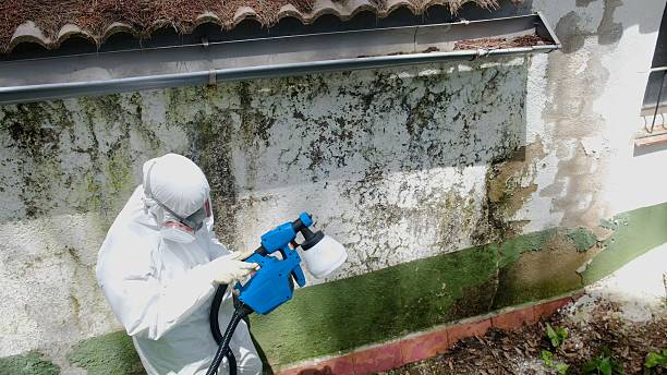 Trusted Commercial Mold Remediation service in Lake Grove, NY - Cheap Mold Removal